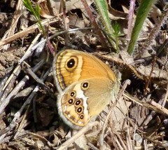 Coenonympha dorus