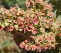 Rumex patientia orientalis