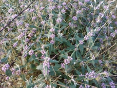 Phlomis herba-venti