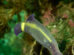 Clavelina meridionalis