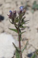 Anchusa thessala