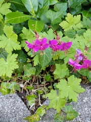 Geranium macrorrhizum