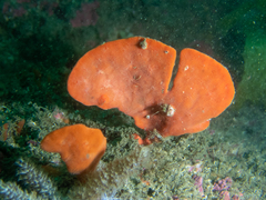 Echinoclathria leporina