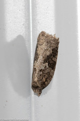 Acleris fuscana