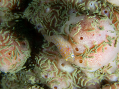 Cochleoceps orientalis