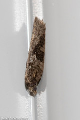 Acleris fuscana