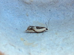Ancylis discigerana