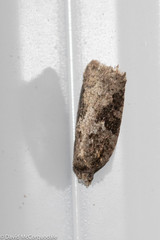 Acleris fuscana