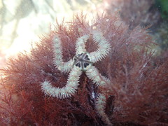Ophiothrix