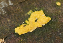 Trichoderma victoriense