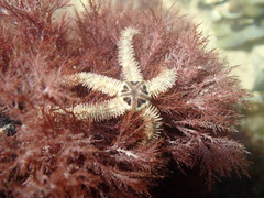 Ophiothrix
