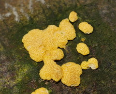 Trichoderma victoriense