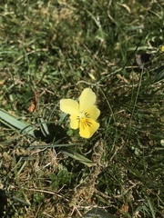 Viola lutea