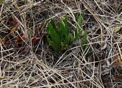 Saussurea pseudotilesii