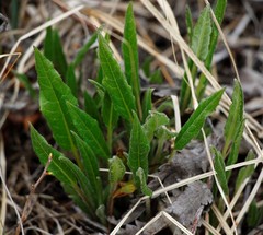 Saussurea pseudotilesii