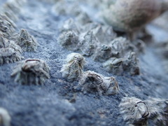 Austrominius modestus