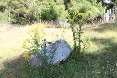 Chrysococcyx lucidus lucidus