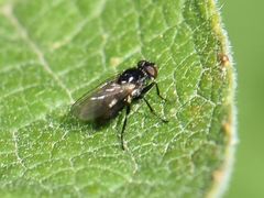 Coenosia atra