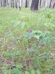 Vicia venosa baicalensis