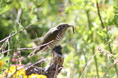 Chrysococcyx lucidus lucidus