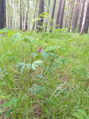 Vicia venosa baicalensis