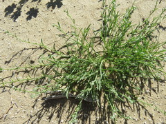 Pectocarya heterocarpa
