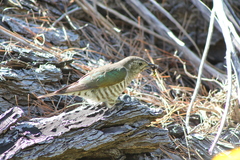 Chrysococcyx lucidus lucidus