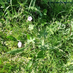 Geranium rotundifolium