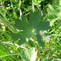 Geranium rotundifolium