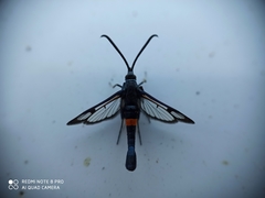 Synanthedon myopaeformis