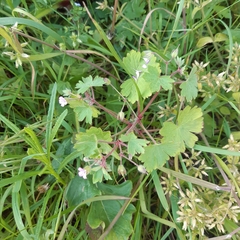 Geranium rotundifolium