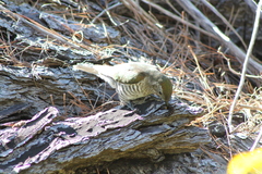 Chrysococcyx lucidus lucidus