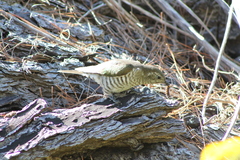 Chrysococcyx lucidus lucidus