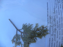 Juniperus pinchotii
