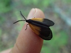 Pyromorpha dimidiata