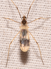 Erioptera venusta