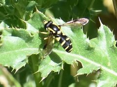 Xanthogramma pedissequum