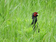 Phasianus versicolor