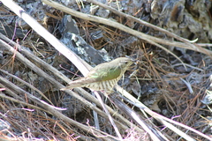 Chrysococcyx lucidus lucidus