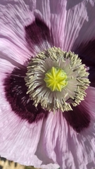 Papaver somniferum