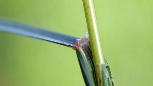 crested dogtail grass