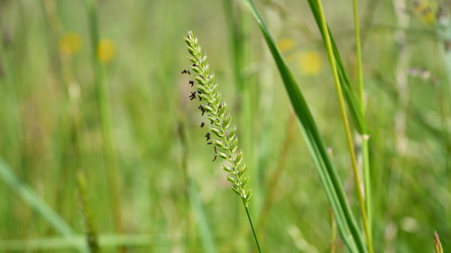 Cynosurus cristatus iNat (1)