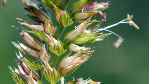 crested dogtail grass