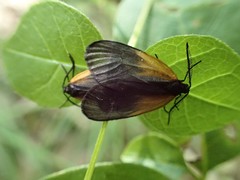 Pyromorpha dimidiata