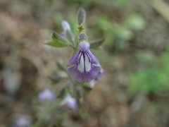 Salvia urticifolia