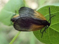 Pyromorpha dimidiata