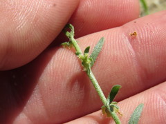 Pectocarya heterocarpa