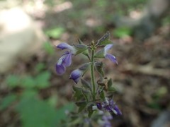 Salvia urticifolia