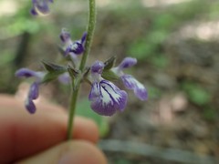 Salvia urticifolia