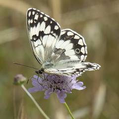 Melanargia larissa